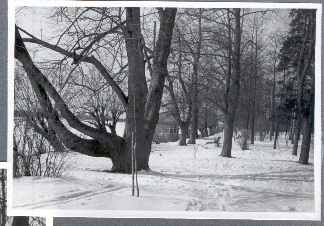 Foto Talvepäev pargi.Põlvega pärn Tamula järve ääres 1950.aastatel.Foto Hillar Uusi.