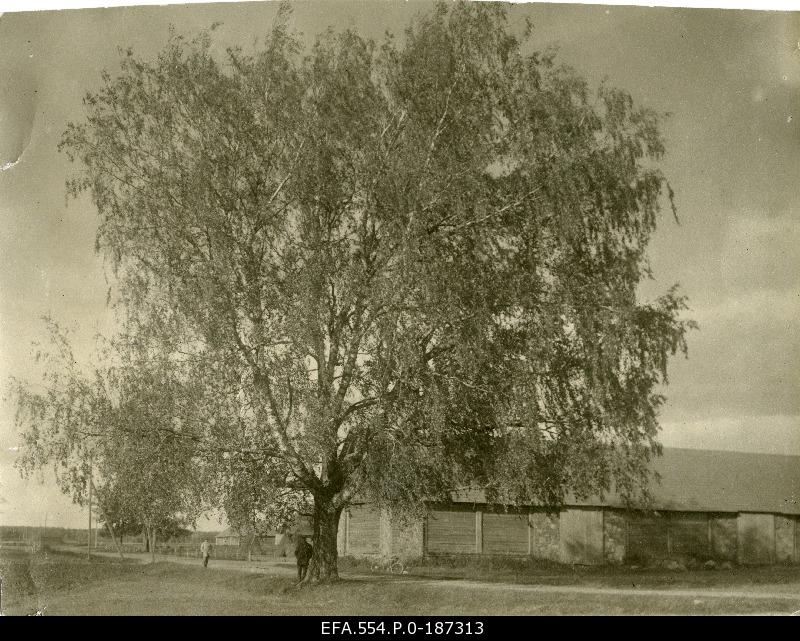 Hiidkask.