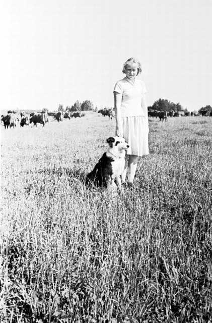 Tüdruk koeraga lehmi karjatamas.