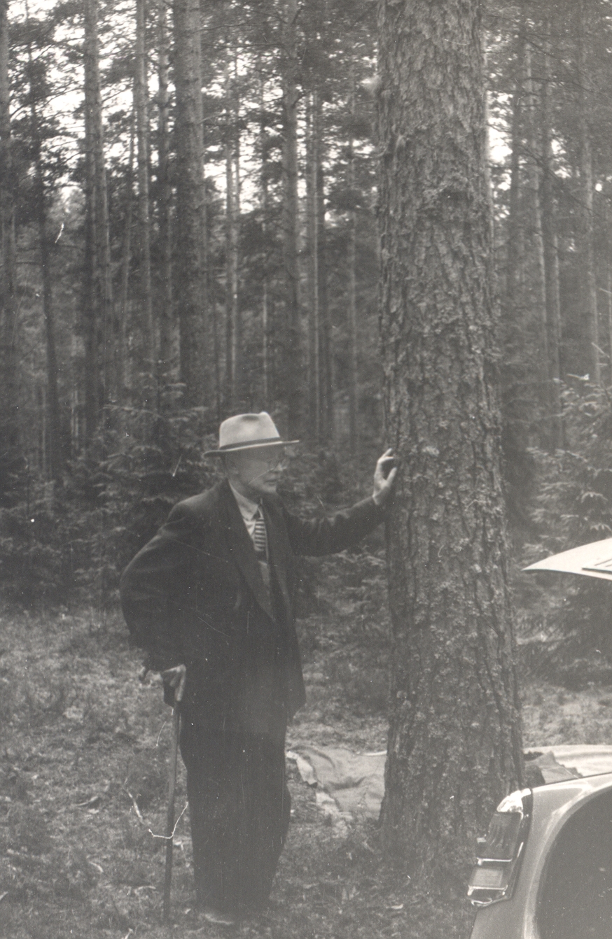 FR. In Tuglas, Kiidjärve pine forest in 1963.