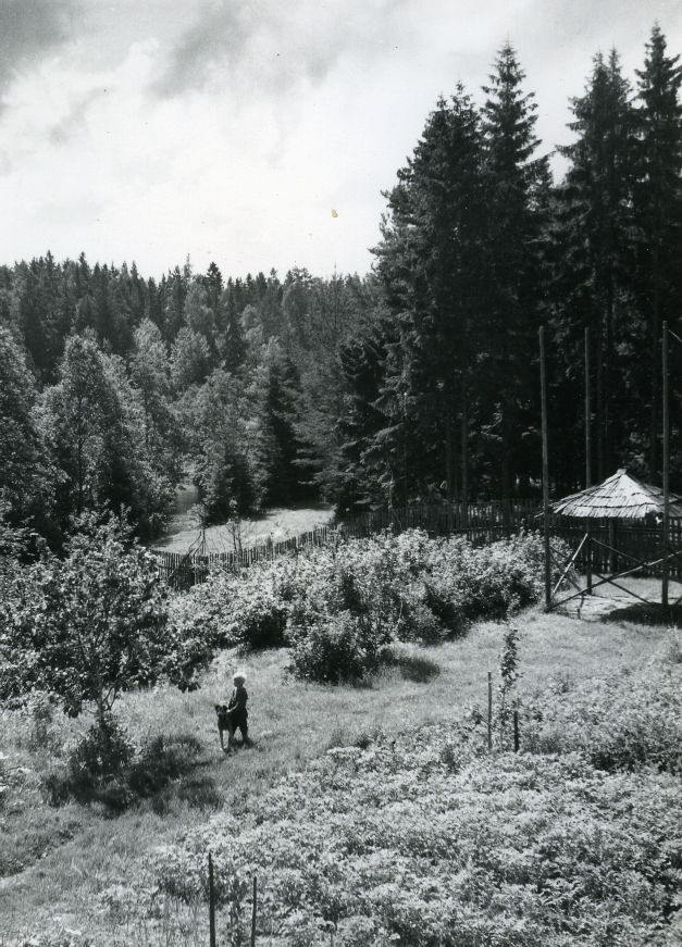 Valgemetsa, Kongusi 1956