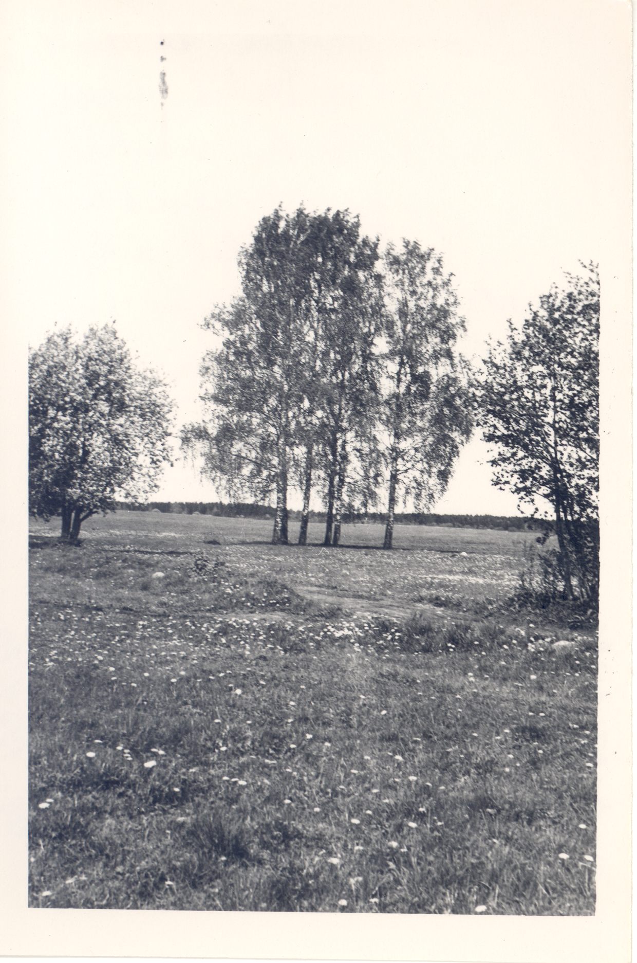 [Born Height,Ed. (Brunberg, Ed.] Prunni farm itself. Location Paide raj. Valasti village. The farm was located between two cassettes, which Jaan Brunberg planted.