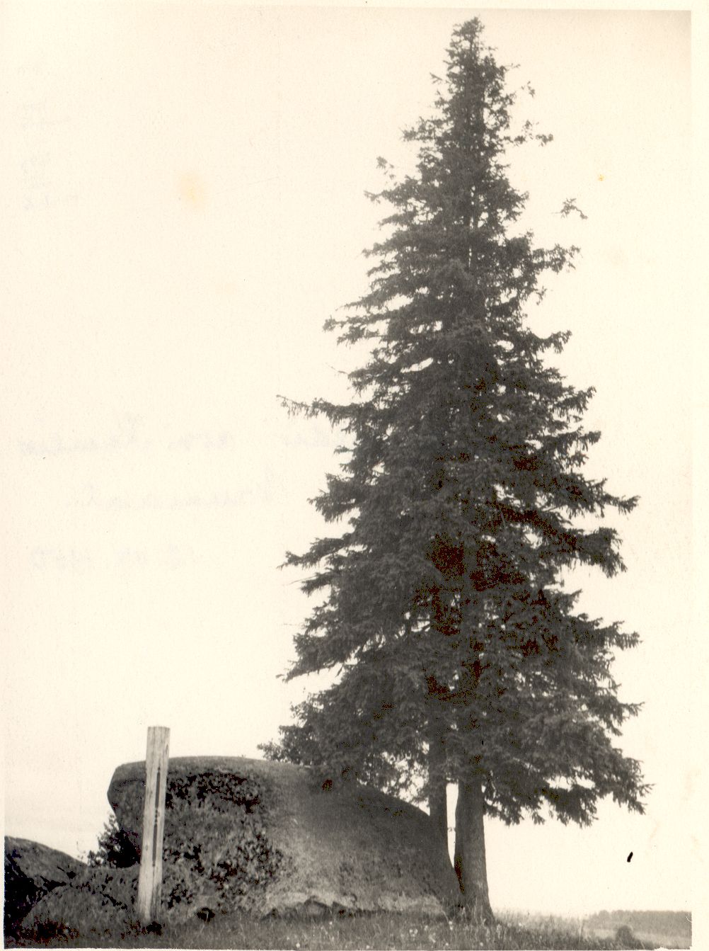 Kreutzwaldi stone in Karlis Virumaal 12.07.1950