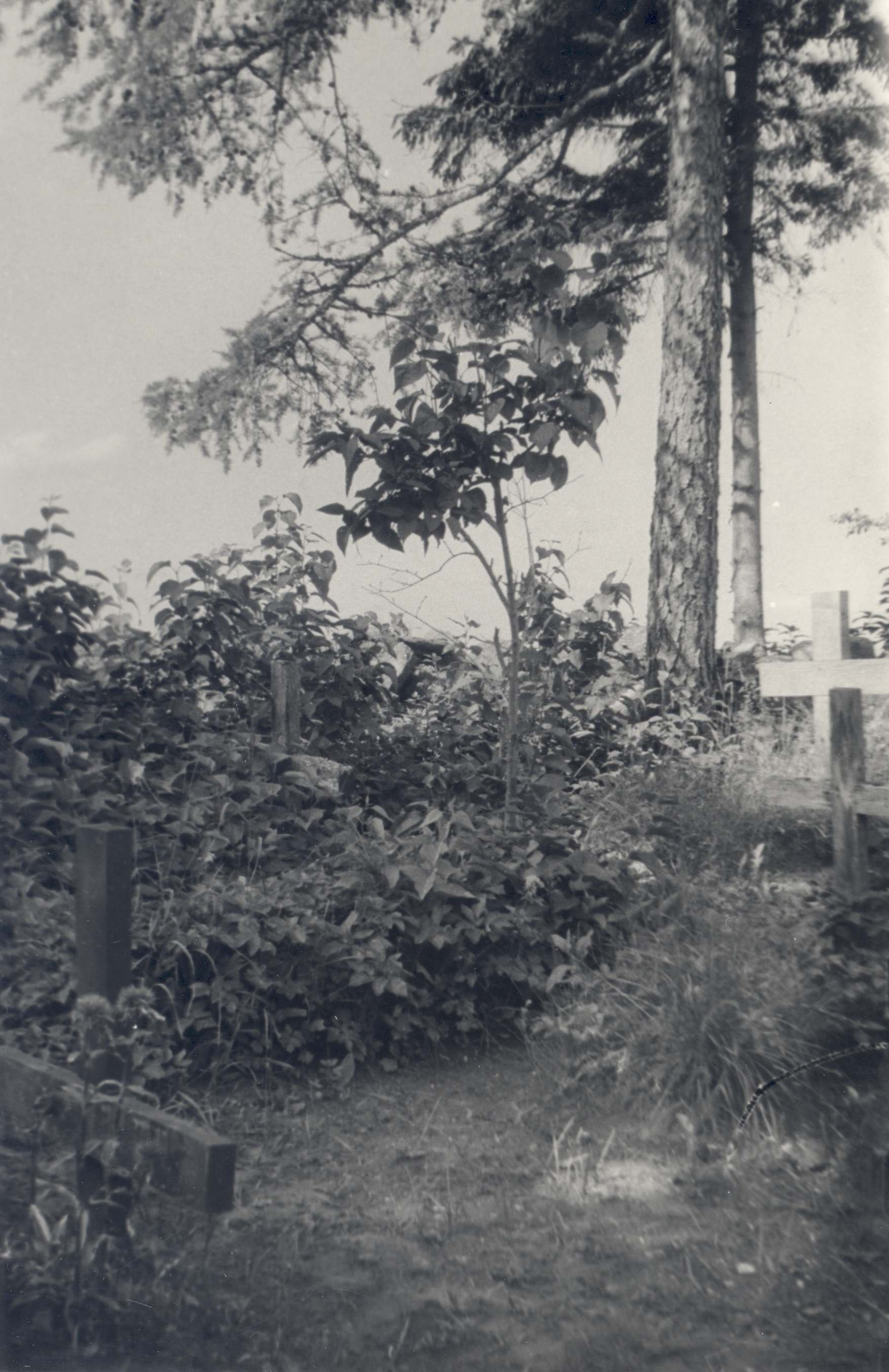 O. Münther's grave at Uudeküla cemetery near Tamsalu Station