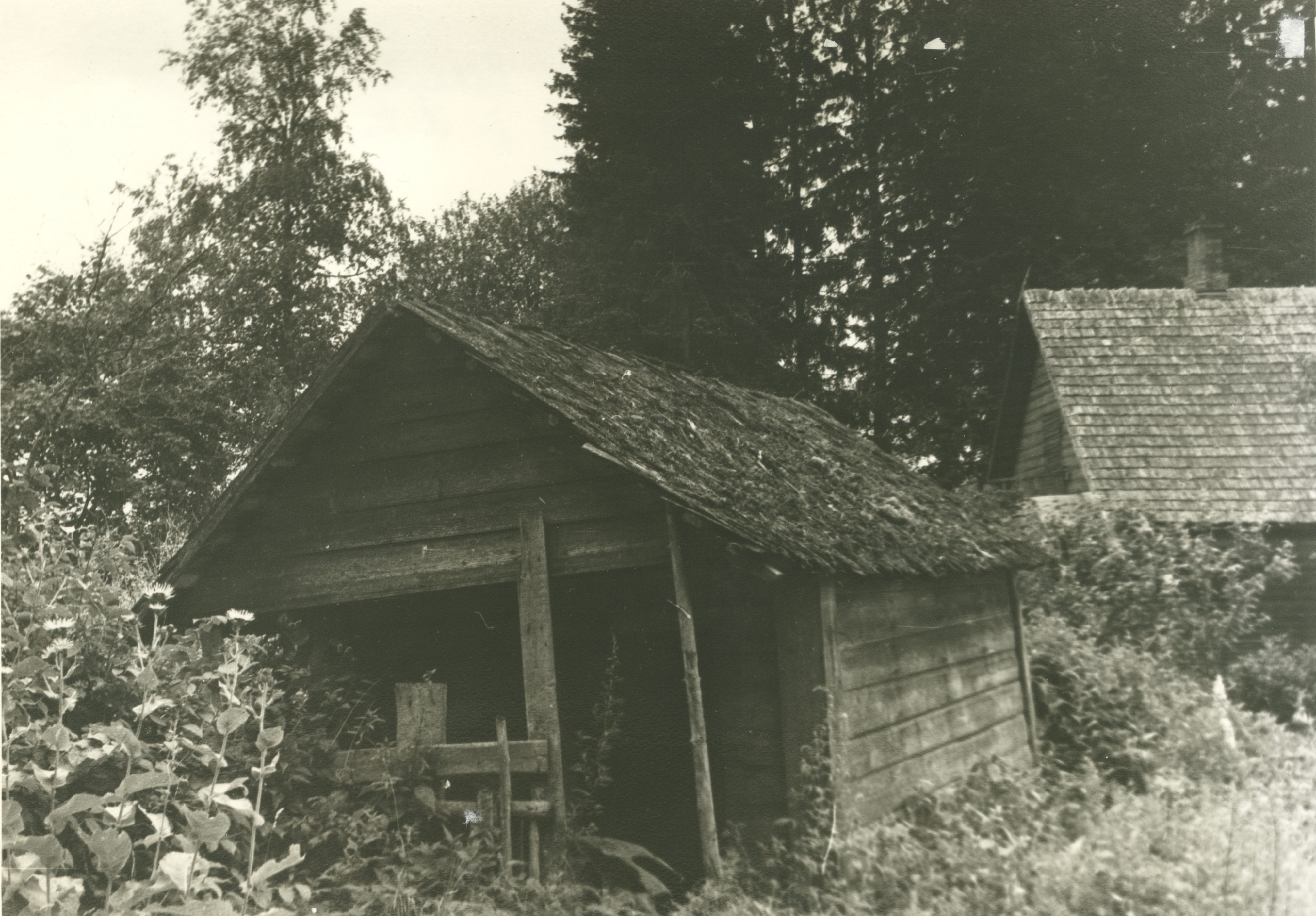 In Pühajärvi, Saare farm garden former summer house in 1965.
