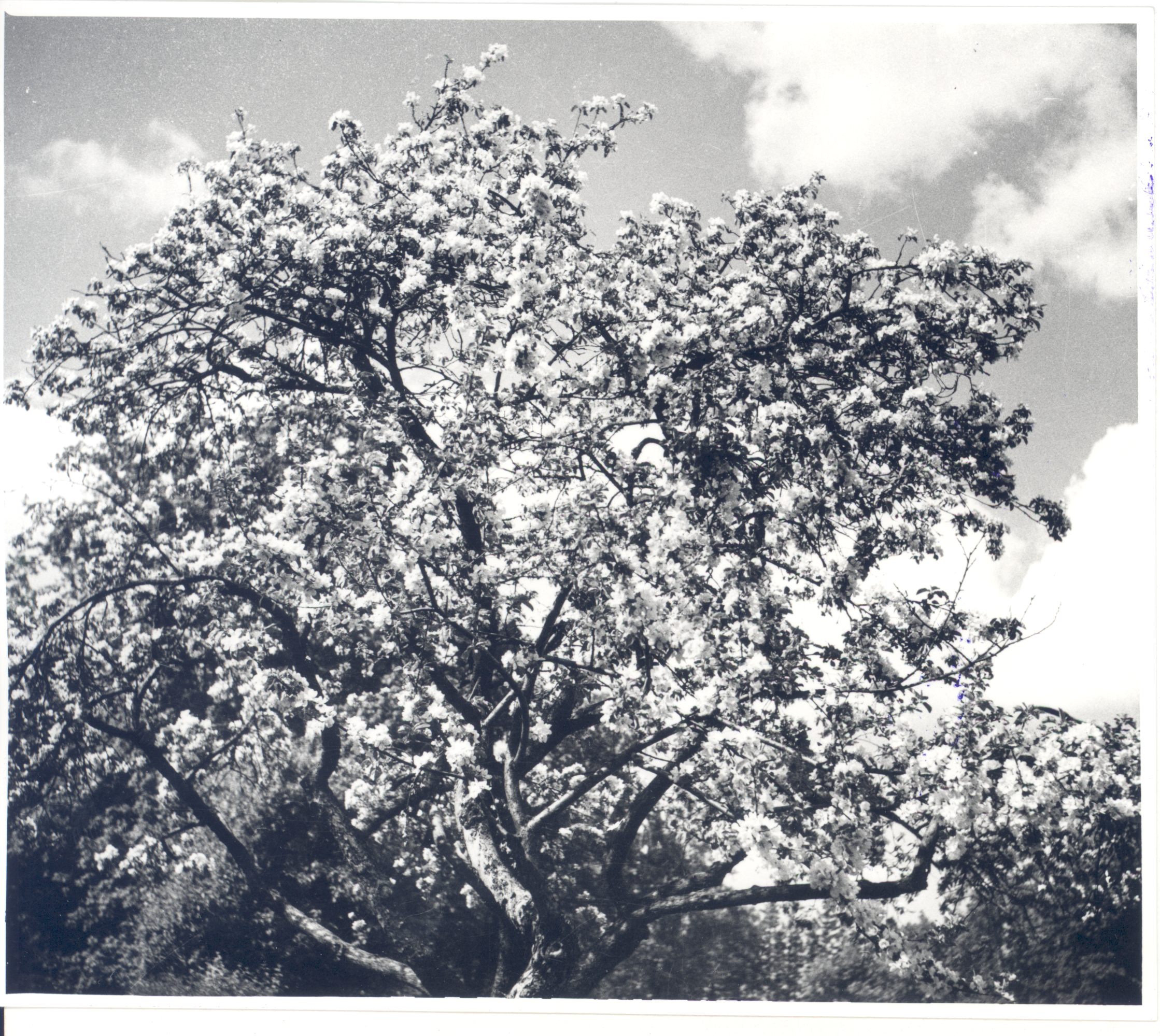 Hindrey, Karl August. Kolga farm apple tree