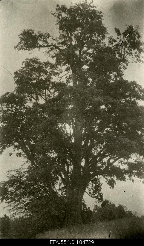 Inside the leg was undercut with a circumference of 5, 2 m in the Voltvet wilderness in Kärsa.