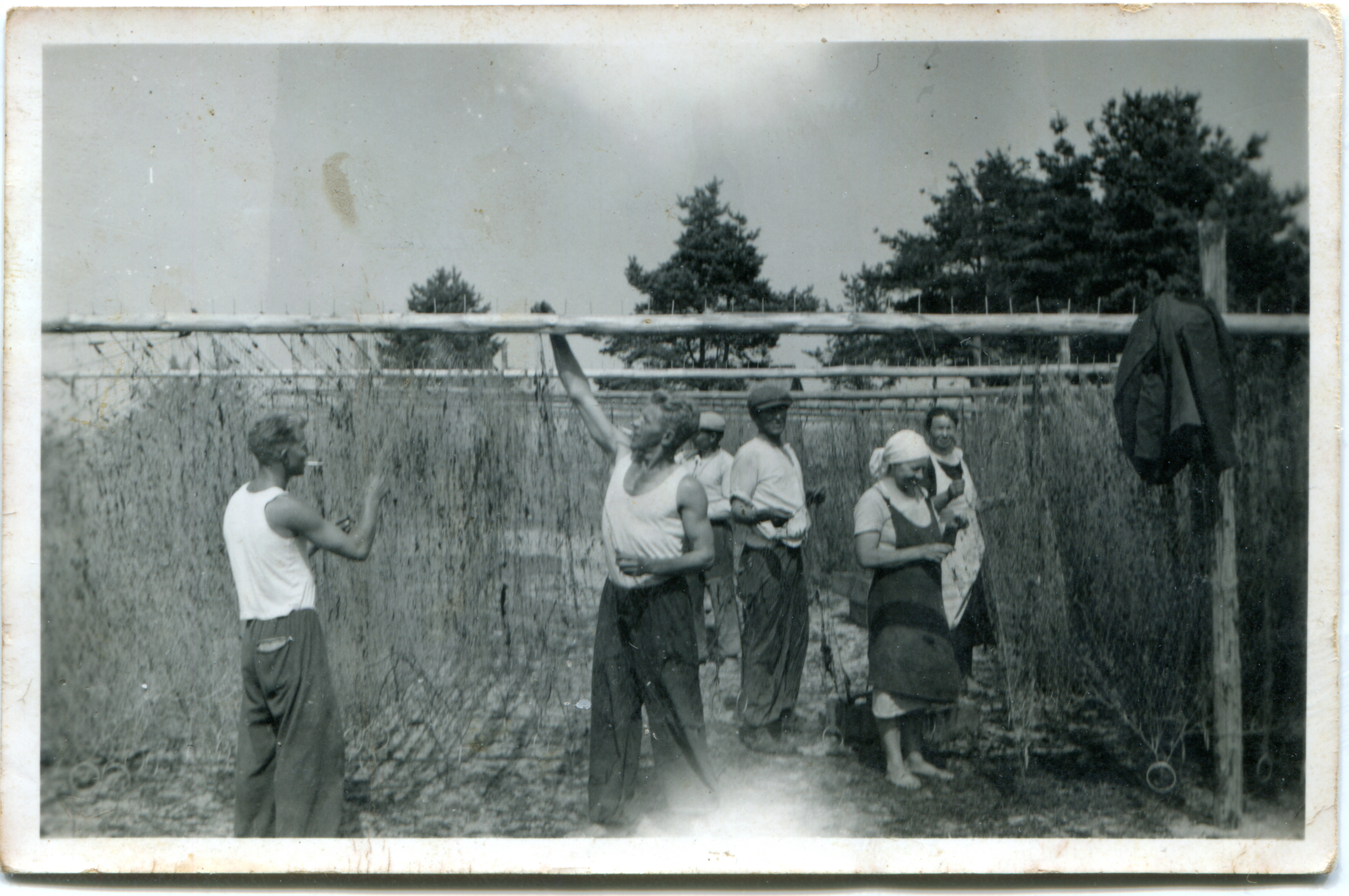 Võrgu Garden in Rannaküla, in the mouth of the River Nõva in the 1950s?