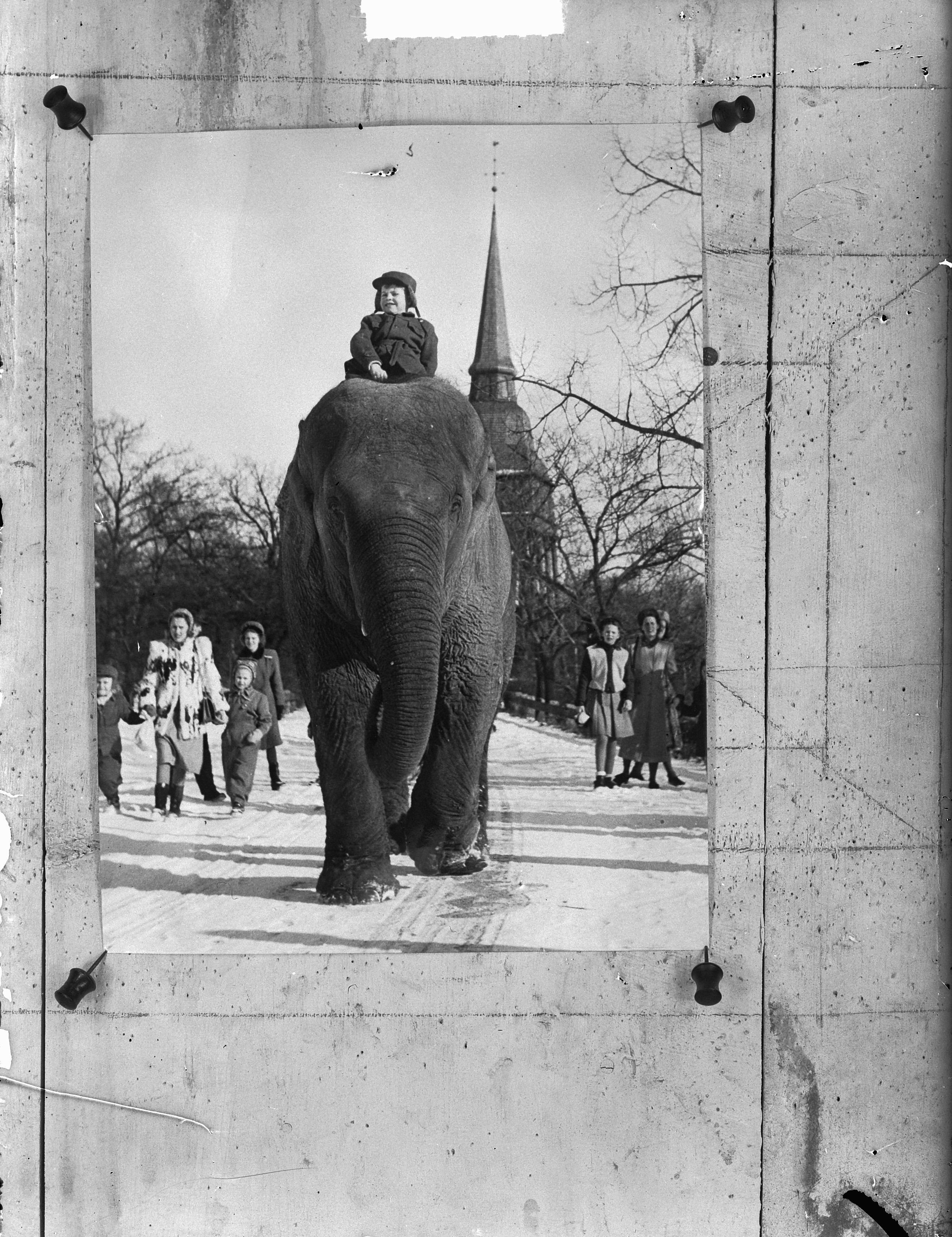 Jongetje op olifant in Stockholm, Bestanddeelnr 903-2587 - lang