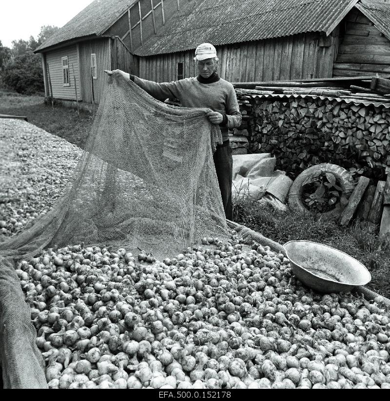 Onion grower Johannes Haljak living on the island of Piir.