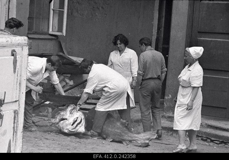 Beluuga harvesting in the restaurant Caucasus courtyard.