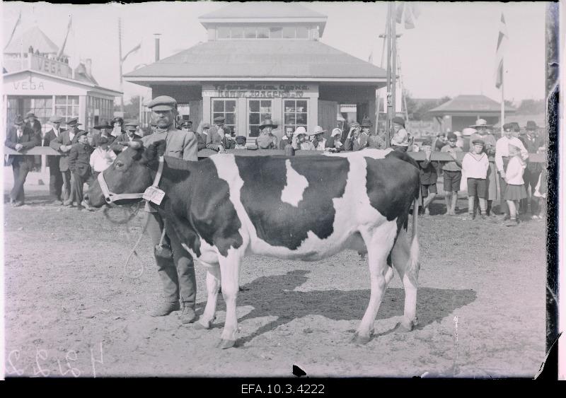 A prize-down Dutch fris breed milk cow at the exhibition of Estonian agriculture at the Exhibition Square.