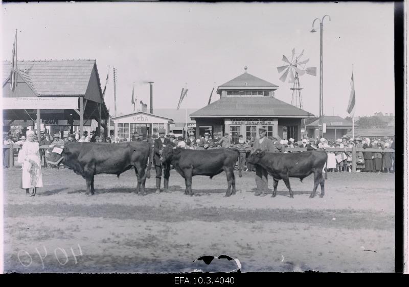 The Estonian agricultural exhibition awarded bulls.