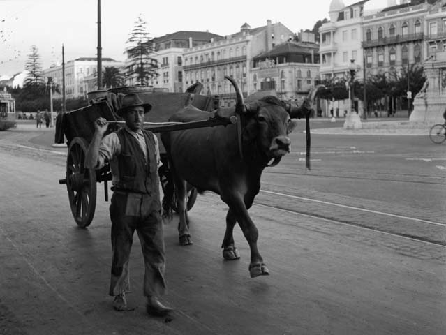 The bull with his carriage and his drivers at the Lisbon Praça dos Restauradores Square.
