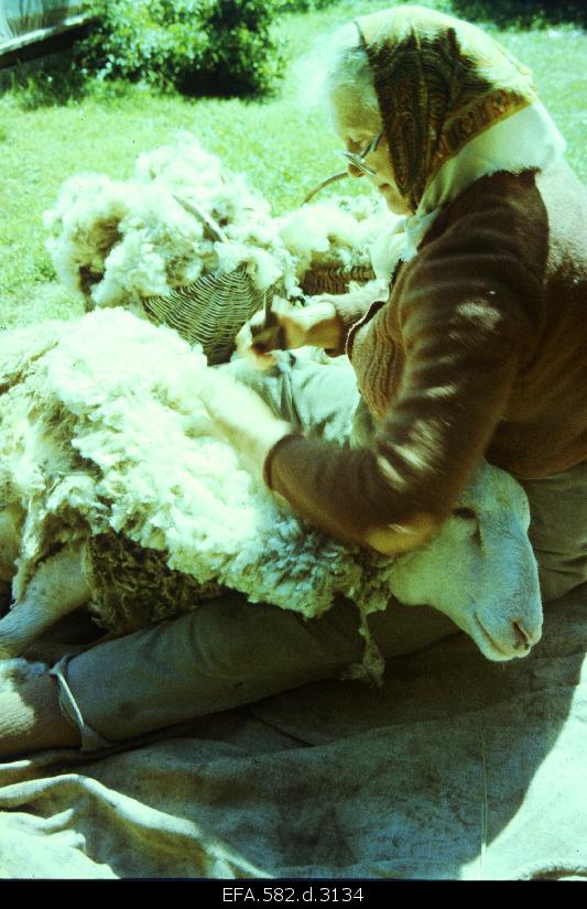 Salme Mihhailov's sheep lying.