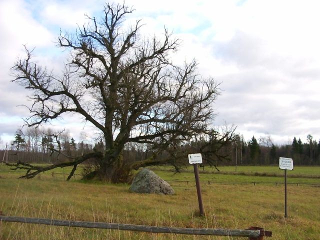 Ohvripärn "Sipa Hiiepärn"
