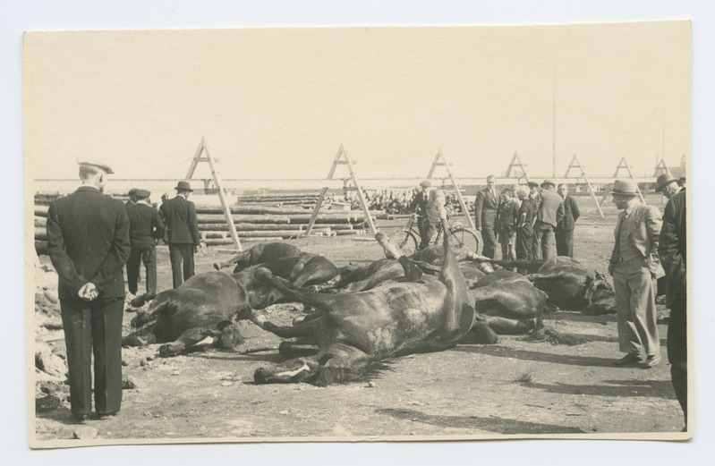 Killed horses and renovators on the bay shore.
