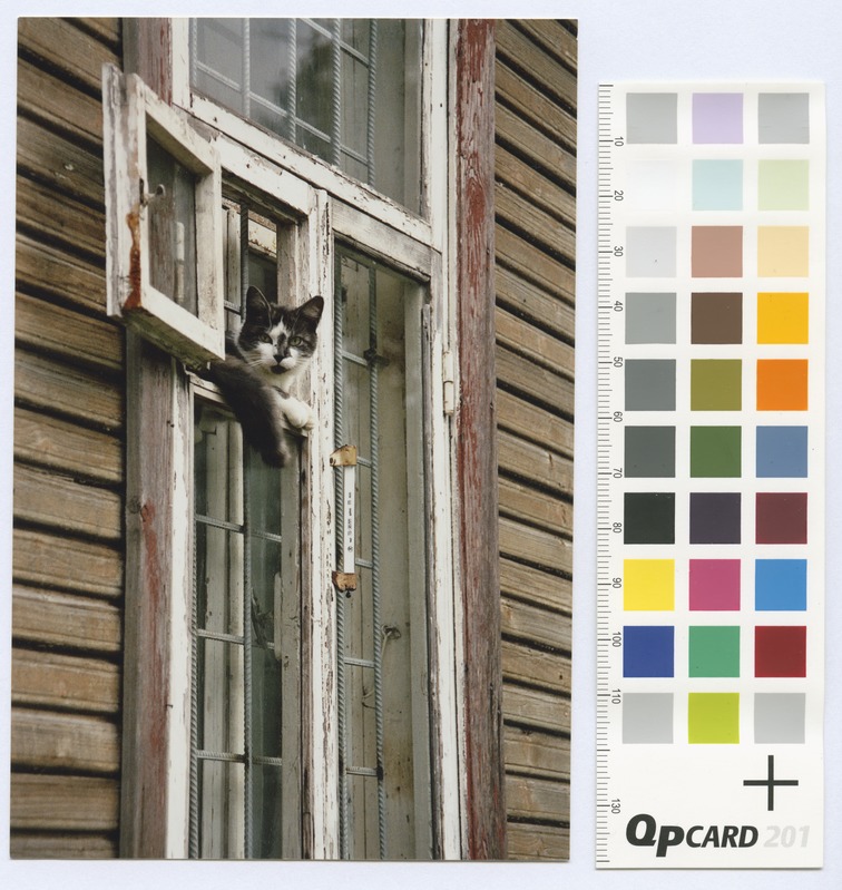Old wooden house on Kopli lines. Rolled window on open air window cat.