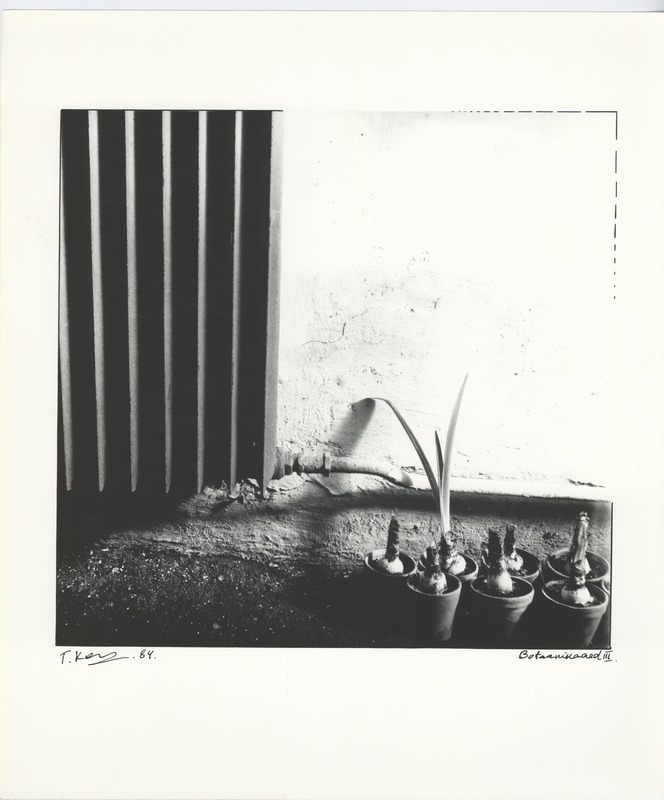 Botanic Garden III. 1984.