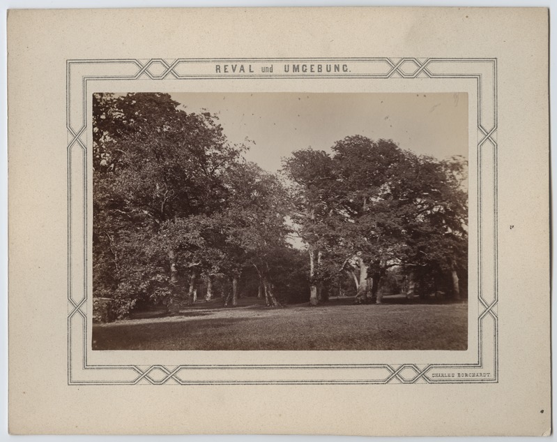 Tallinn, Kadrioru oak near the castle. Series "Reval und Umfeld".