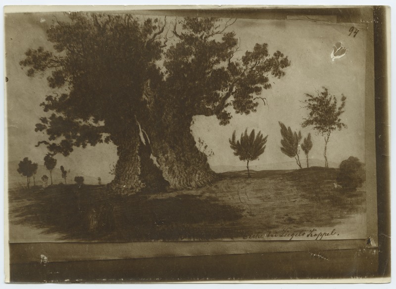 C.Buddeus, old oak in Koplis.