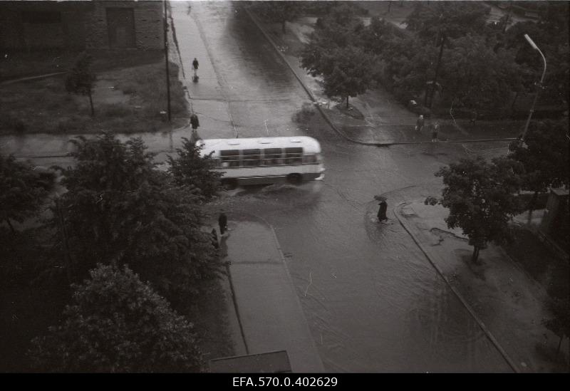 Paduvihm in Tallinn.