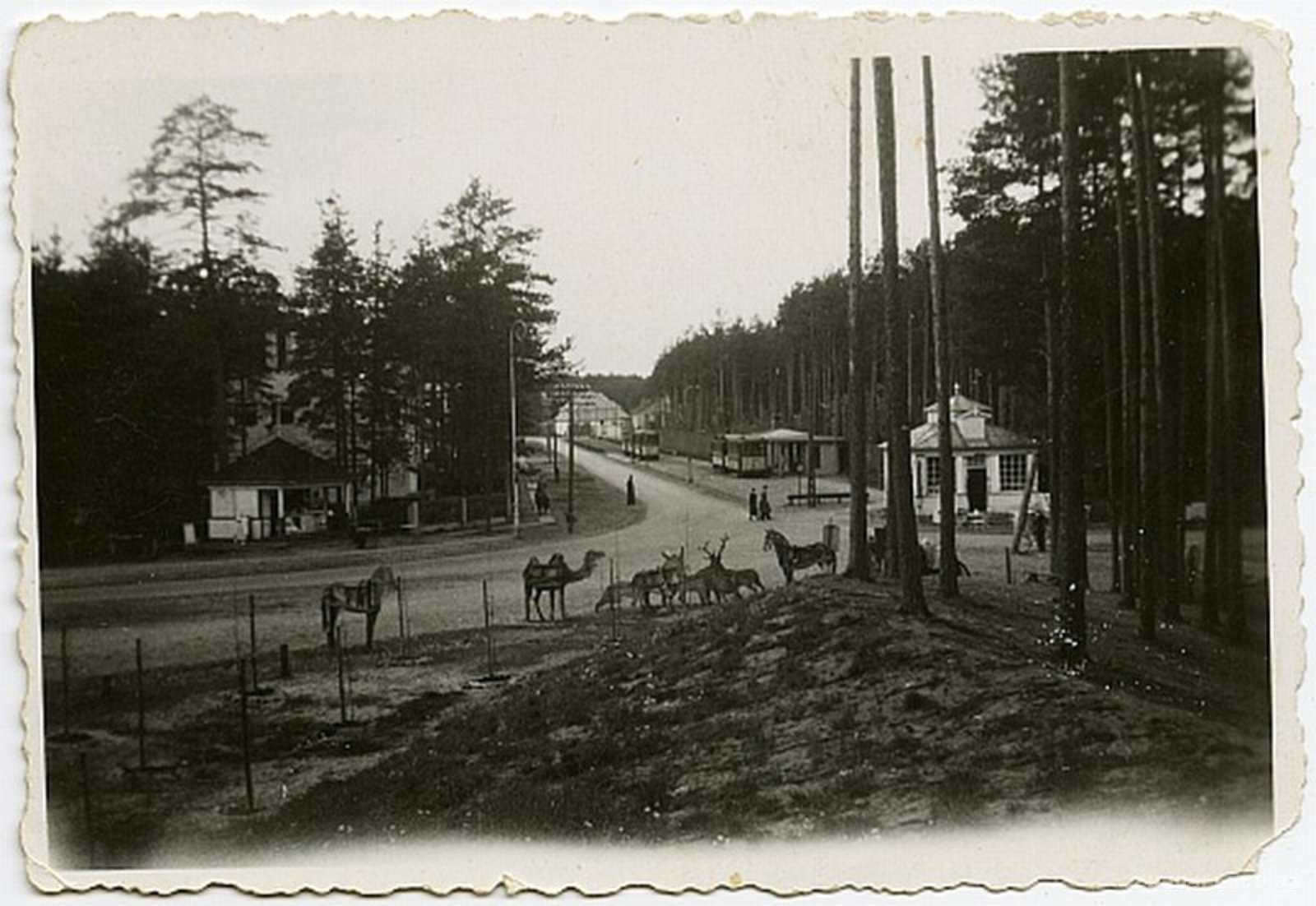 Rīga. Mežaparks. Dzīvnieku silueti