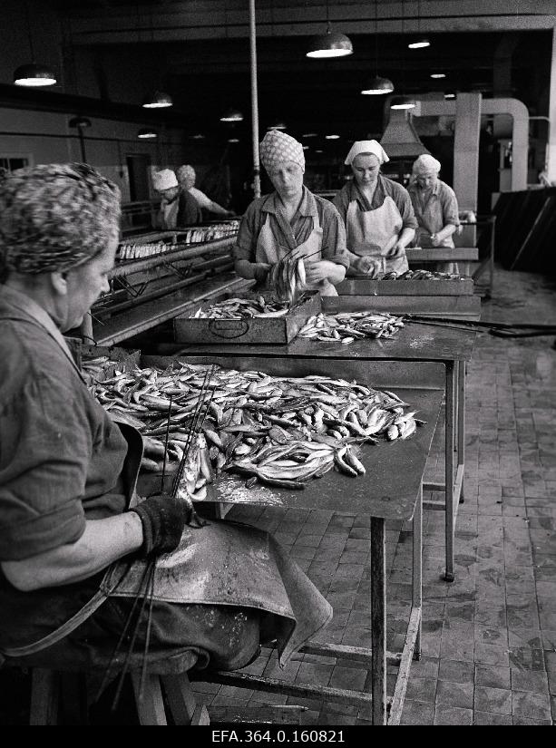 Processing of fish in Pärnu Fishery Age of the ETKVL.