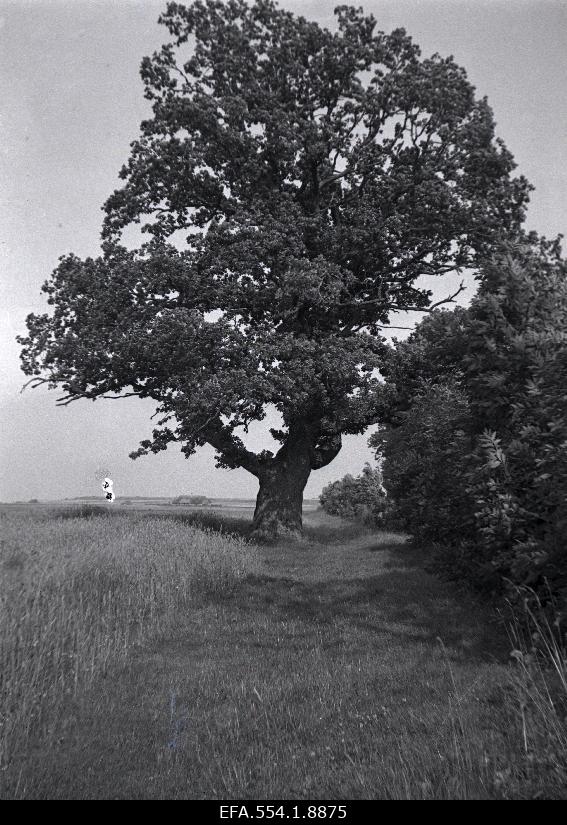 4-m. high mosquito in Laukna settlement.