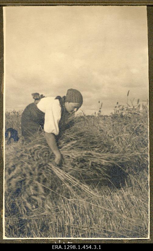 Vita (wife of Olaf Maydell?) Service on crop field