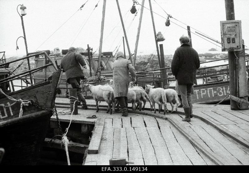 Take sheep for summer with a ship from the island of Prangli to the pasture of the island of Äksi.