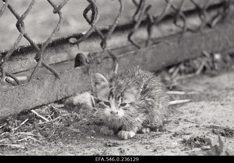 A misguided cat son at the gate. (H. Leppixon "Orb")