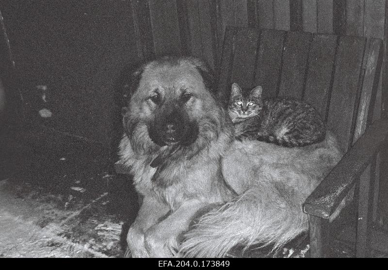 Dog and cat.