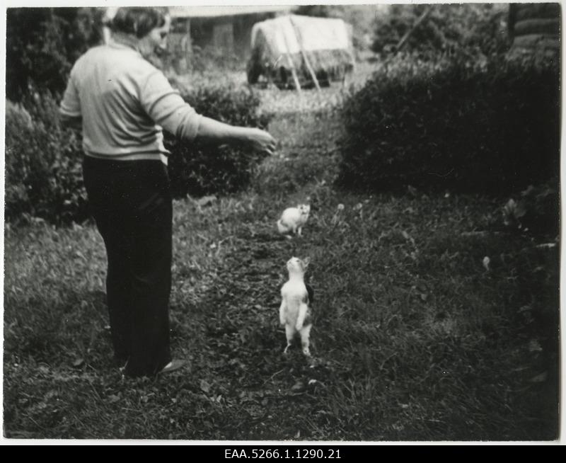 Woman playing with cats in the farm courtyard
