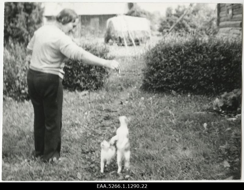 Woman playing with cats in the farm courtyard