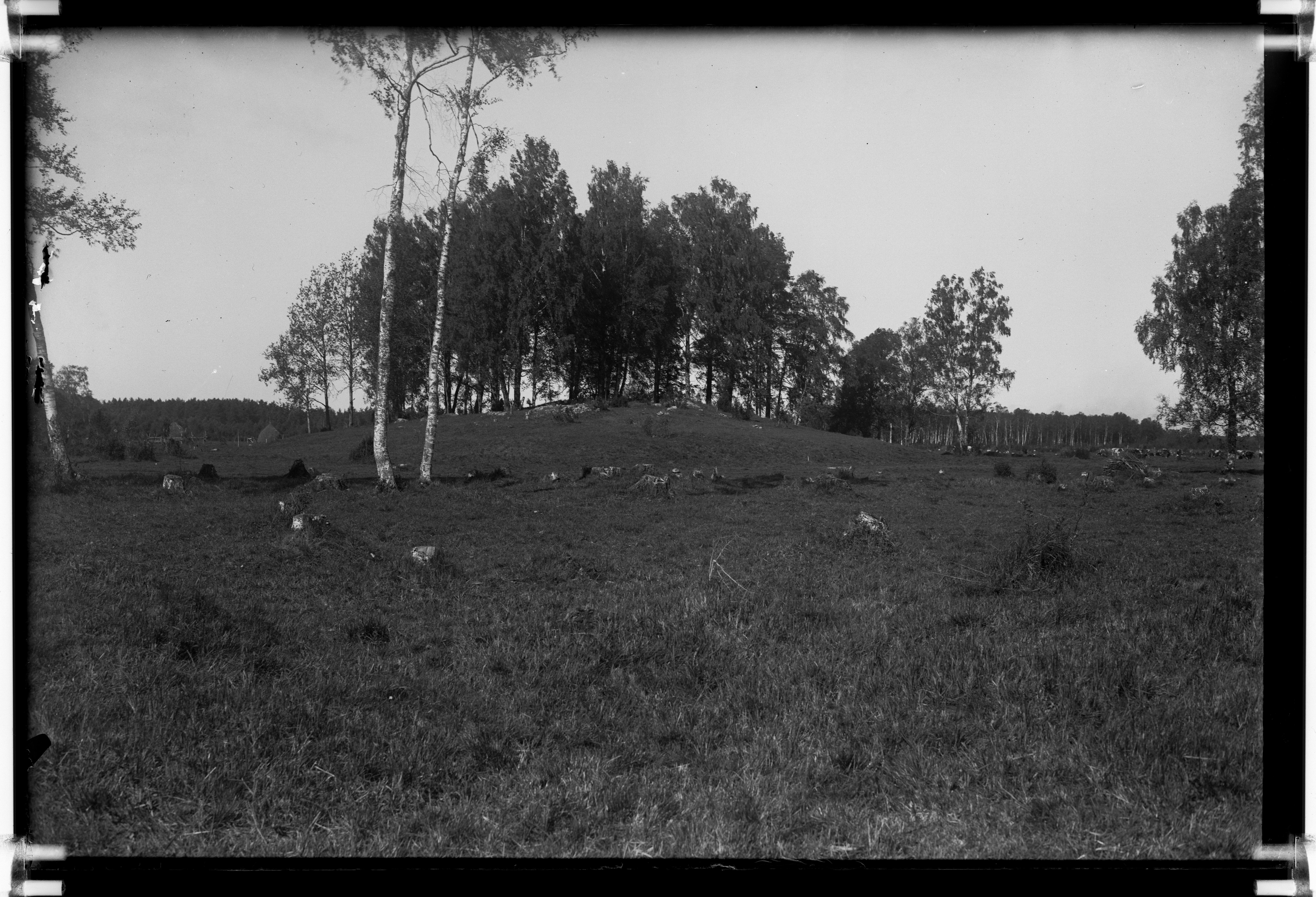 Lammasmägi