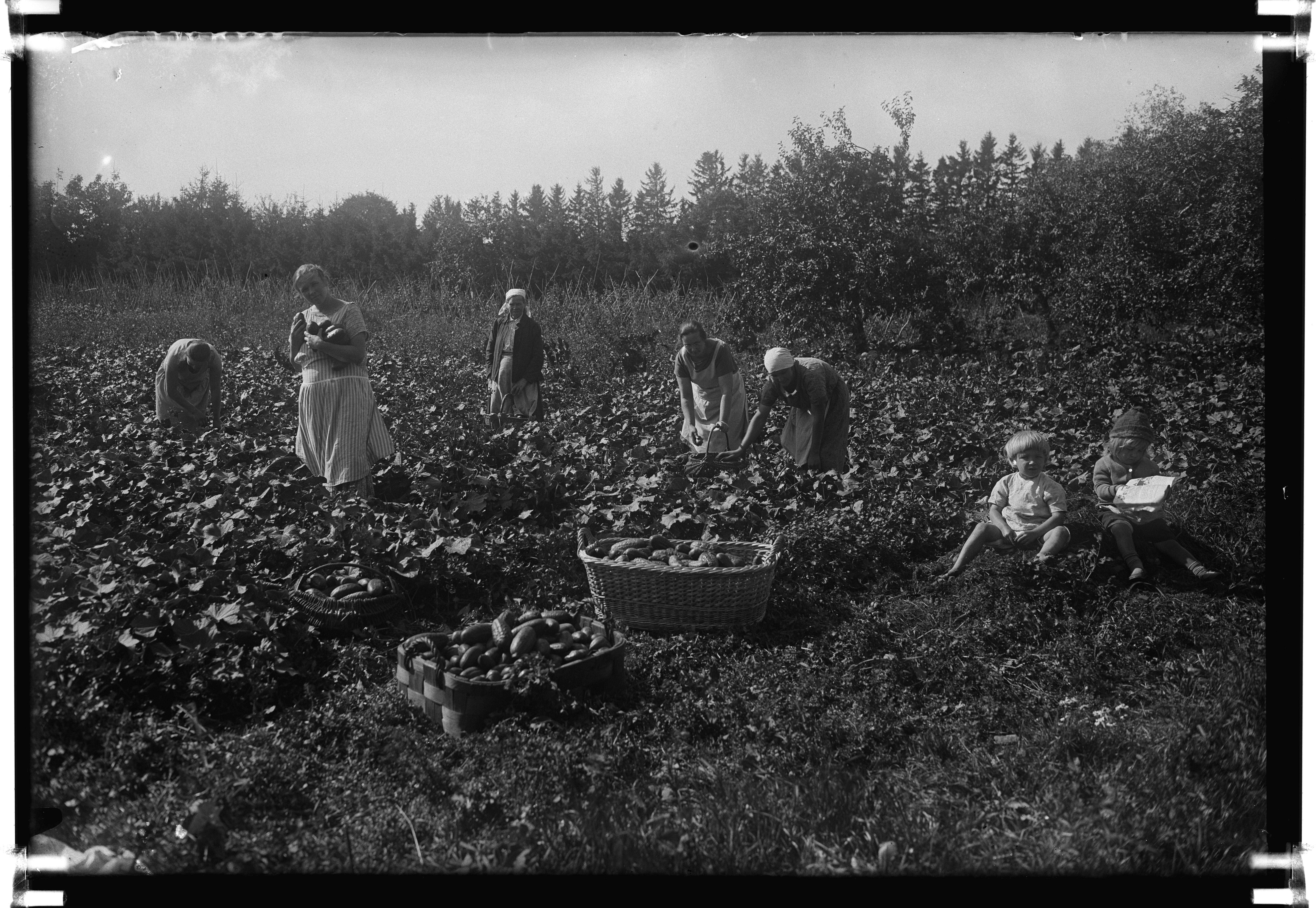 Cucumber cleaners