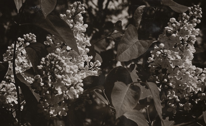 Vaade kiviktaimla liigirikkusele