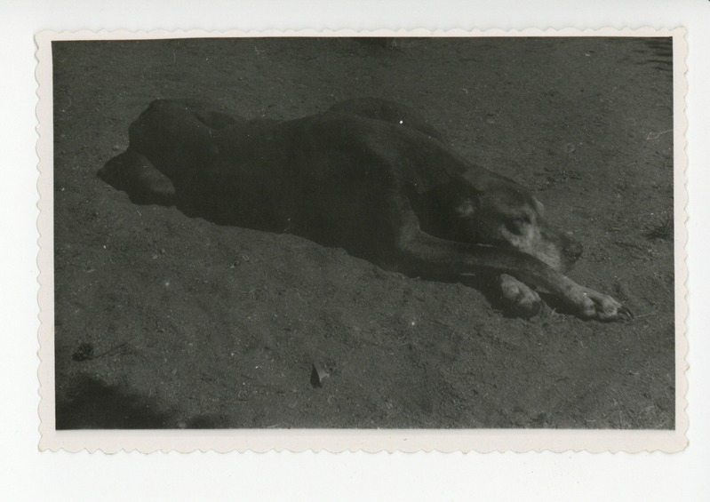 Koer Darling Nõmmel, juuni 1951