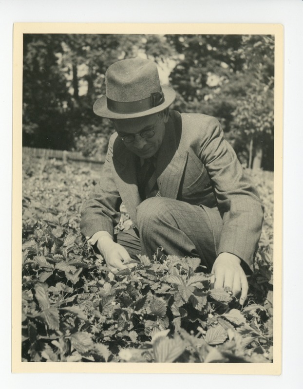 Friedebert Tuglas Ahjal õpetaja Püttsepa maasikamaal, 07.1938