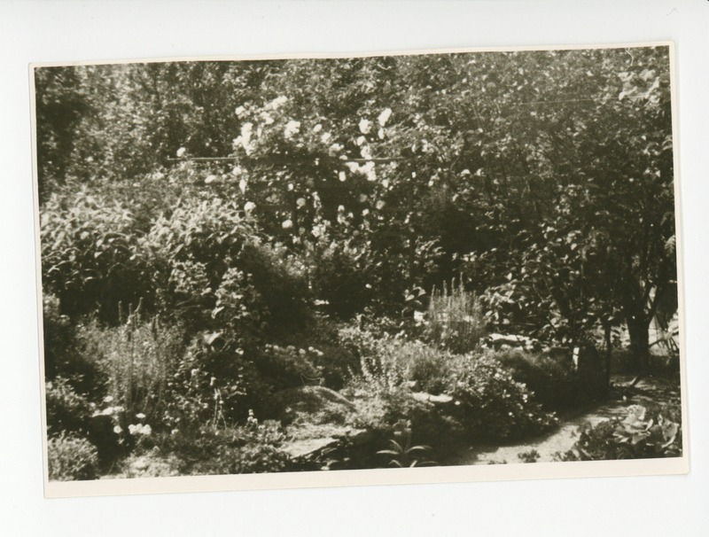 Vaade aia lillerikkusele,1964