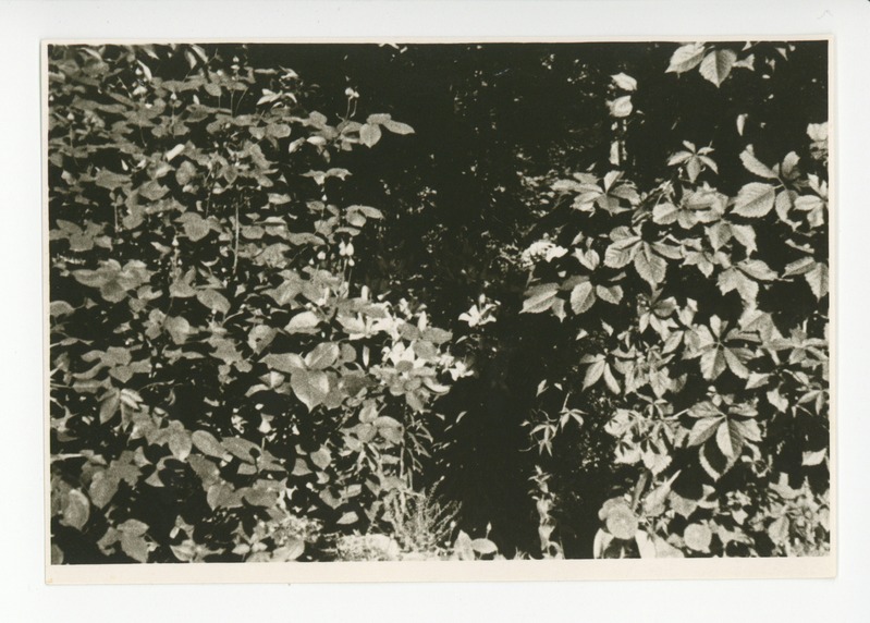 Vaade aia lillerikkusele