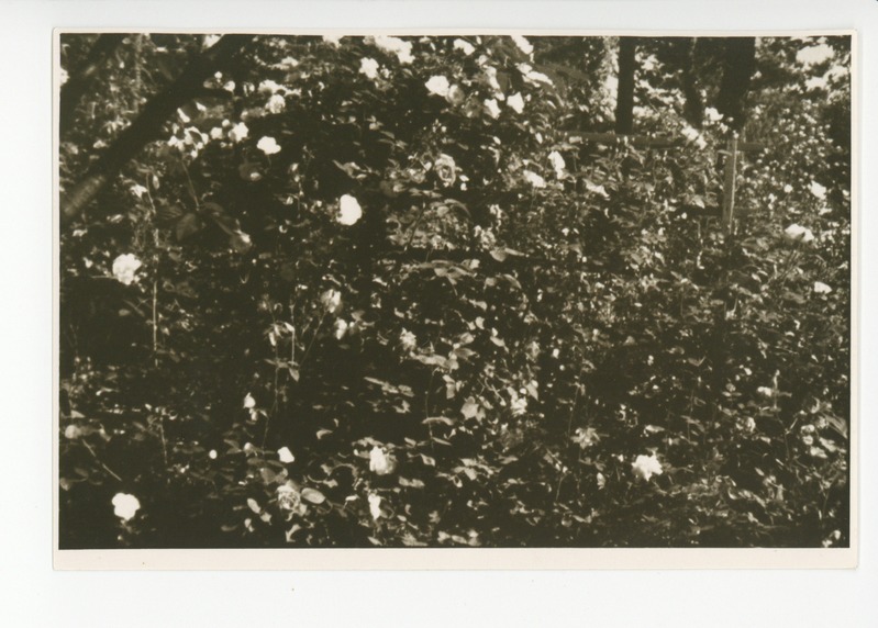 Vaade aia lillerikkusele