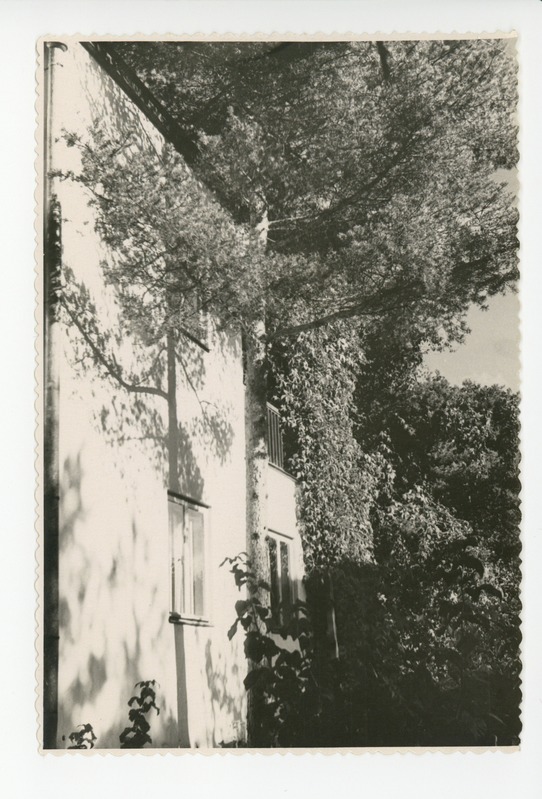Vaade majale puude rüpes, 1956