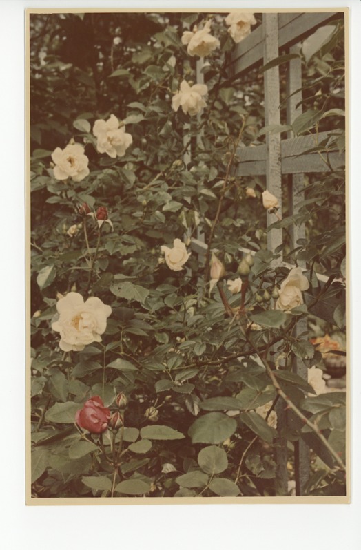 Värvusfoto aia õitekirevusest, 1960?