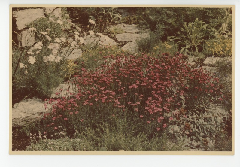 Värvusfoto aia õitekirevusest, 1960?