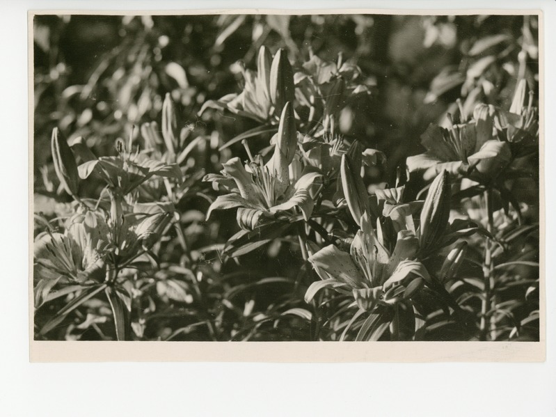 Osake õitsvast aiast, 1959