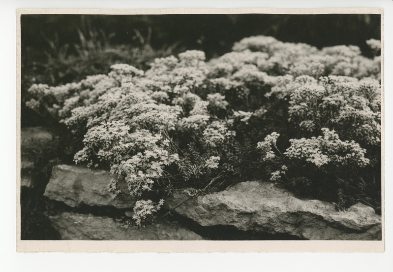 Osake õitsvast aiast, 1959