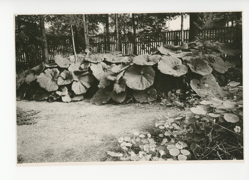 Osake õitsvast aiast, 1960
