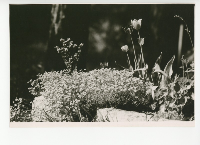 Osake õitsvast aiast, 1960